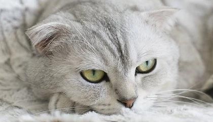 开云：开启云端新纪元，成就数字化未来